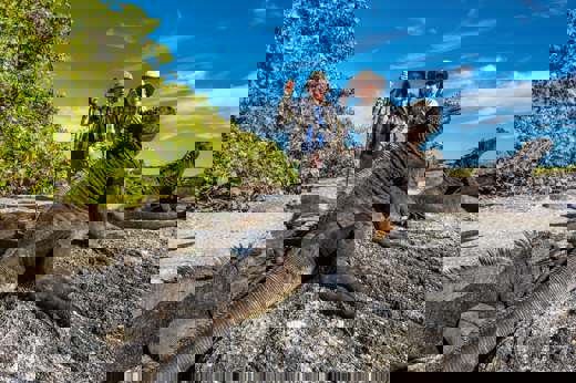 Marine iguanas bask on volcanic rocks at Punta Espinoza, Galapagos, Ecuador.