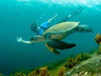 LP30003 Snorkeling