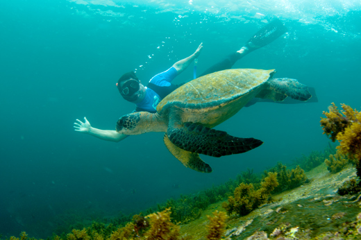 LP30003 Snorkeling