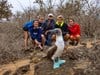 Friendly Blue Footed Booby