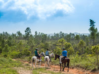 Horseriding in the Mountain Pine Ridge