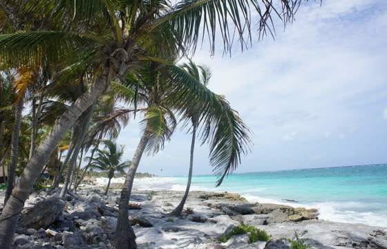 Palm trees sway along the white sands of Tulum with turquoise Caribbean Sea waters and rocky shoreline views in Mexico. 