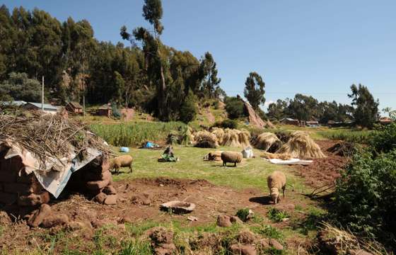 Grazing sheep roam a rustic Andean homestead near Peru's Lake Titicaca. 