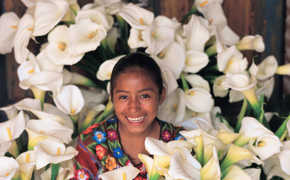 Colorful Guatemalan market scene with bundles of white calla lillies on display. 