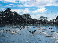 Flock of birds taking flight over the Amazon River with dense rainforest in the background, Brazil. 