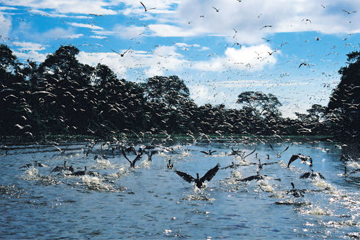 Flock of birds taking flight over the Amazon River with dense rainforest in the background, Brazil. 