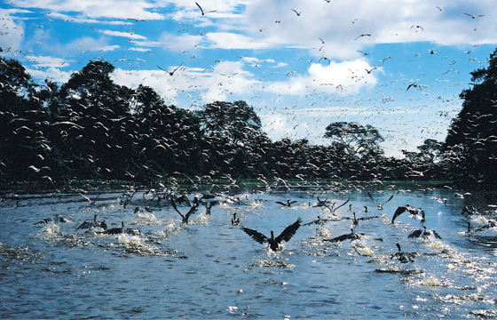 Flock of birds taking flight over the Amazon River with dense rainforest in the background, Brazil. 