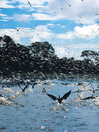 Flock of birds taking flight over the Amazon River with dense rainforest in the background, Brazil. 
