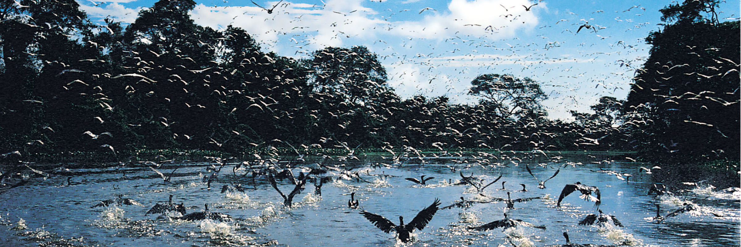Flock of birds taking flight over the Amazon River with dense rainforest in the background, Brazil. 