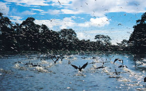 Birds Curichao Paulo