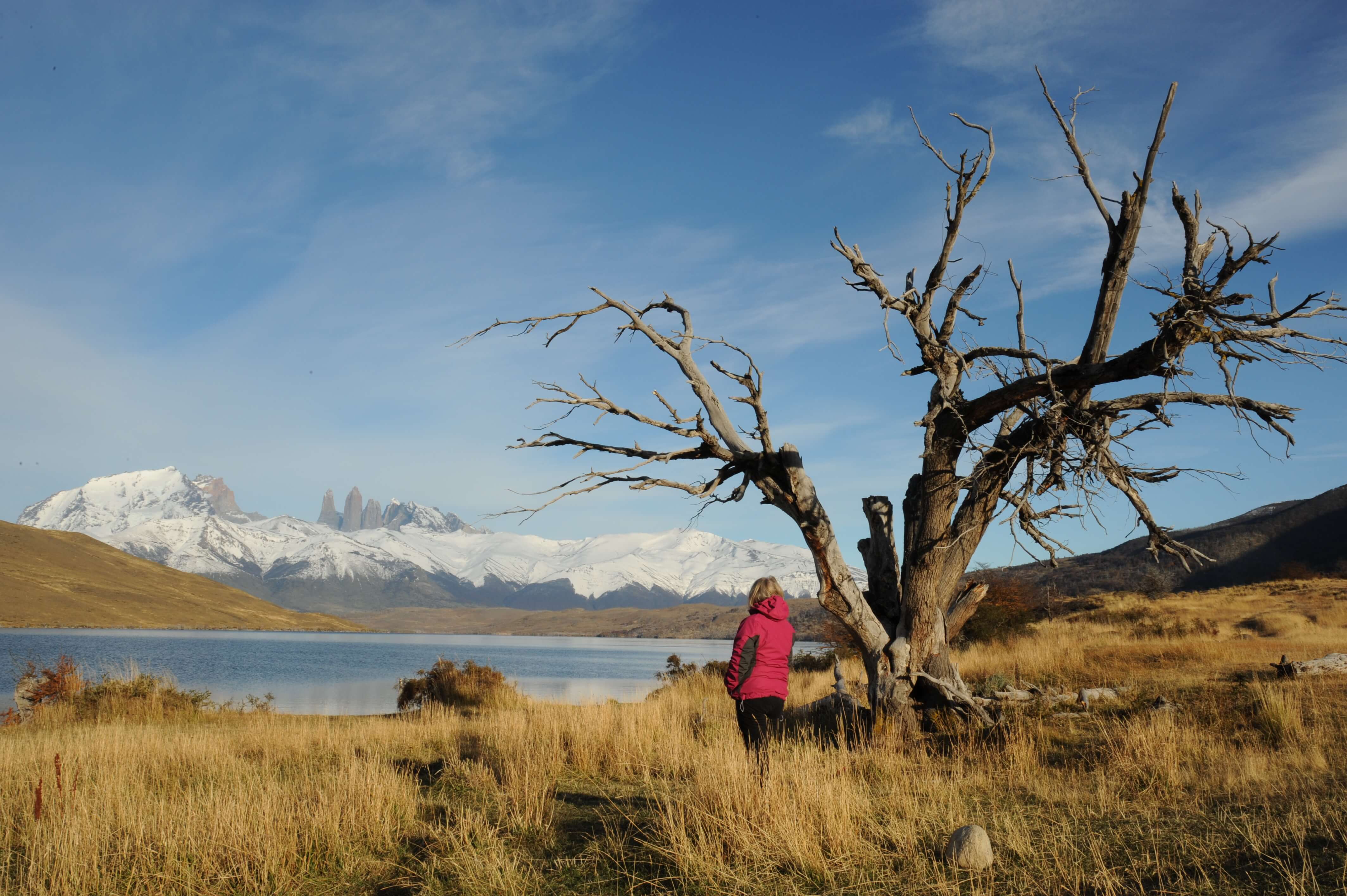 Hiker admiring Torres del Paine's snow-capped peaks beside a leafless tree in Patagonia's golden grasslands. 
