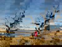 Hiker admiring Torres del Paine's snow-capped peaks beside a leafless tree in Patagonia's golden grasslands. 