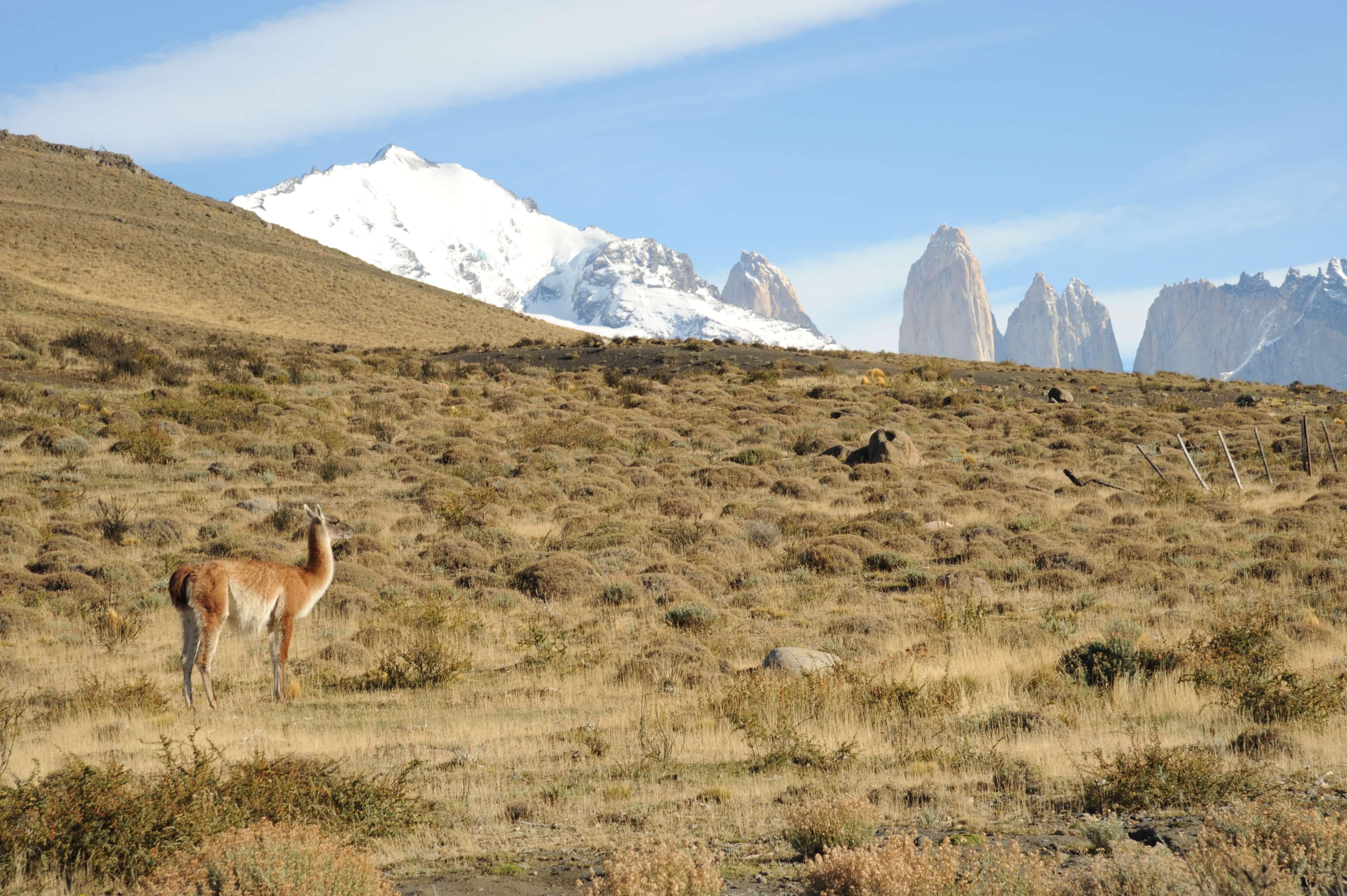 A lone guanaco stands on the arid plains of Torres del Paine with snow-capped peaks and the iconic granite towers in the distance. 