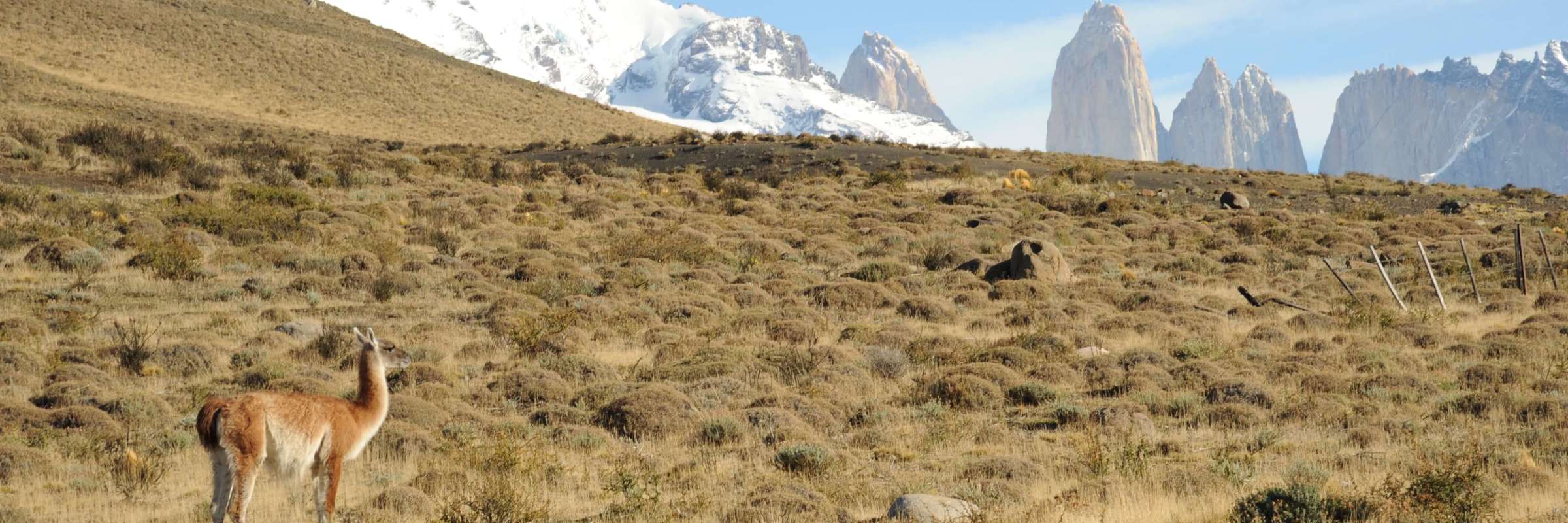 A lone guanaco stands on the arid plains of Torres del Paine with snow-capped peaks and the iconic granite towers in the distance. 