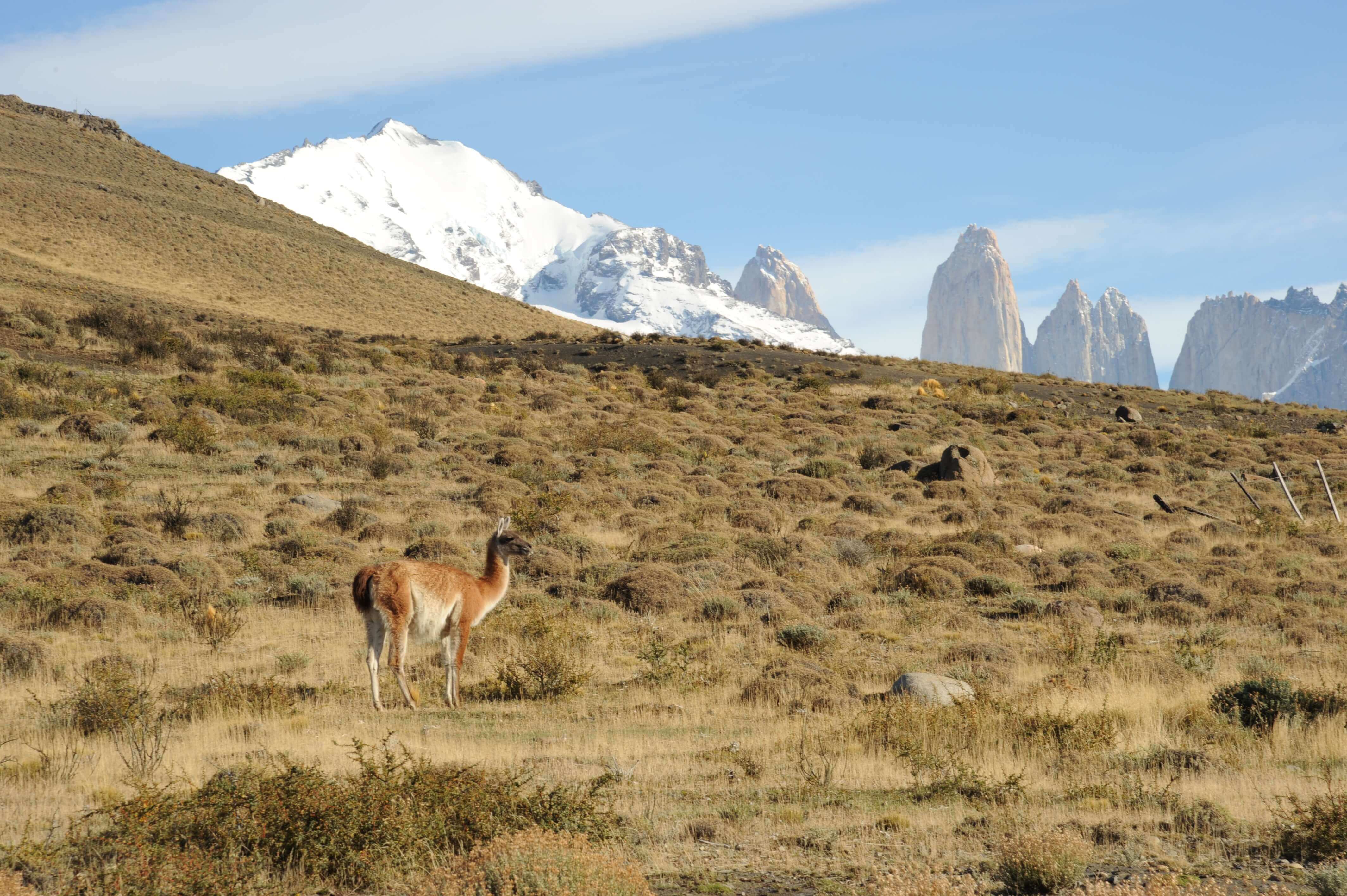 A guanaco stands in the open steppe with the jagged peaks of Torres del Paine rising in the background in Chilean Patagonia. 