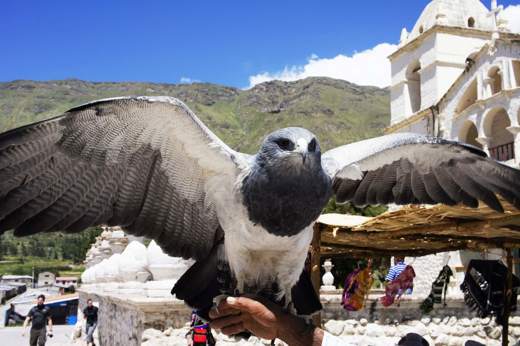 A powerful Andean condor spreads its wings in Chivay's sunlit plaza, backed by colonial charm. 
