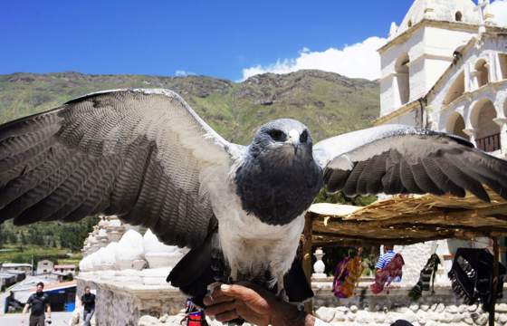 A powerful Andean condor spreads its wings in Chivay's sunlit plaza, backed by colonial charm. 