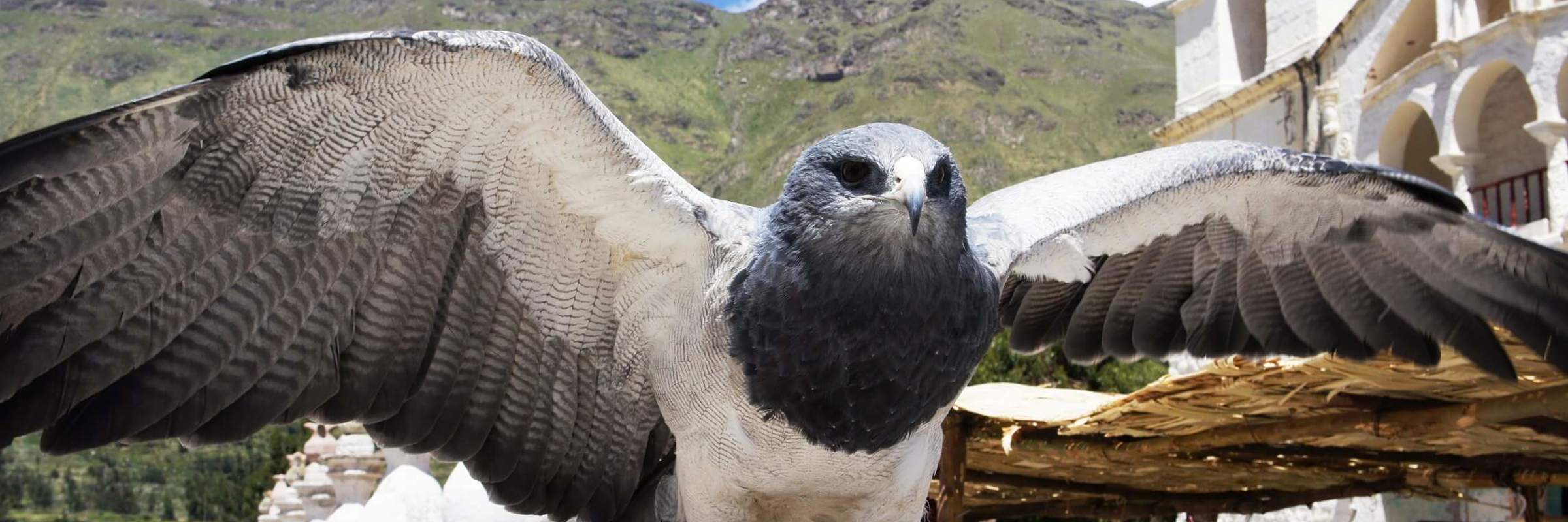 A powerful Andean condor spreads its wings in Chivay's sunlit plaza, backed by colonial charm. 
