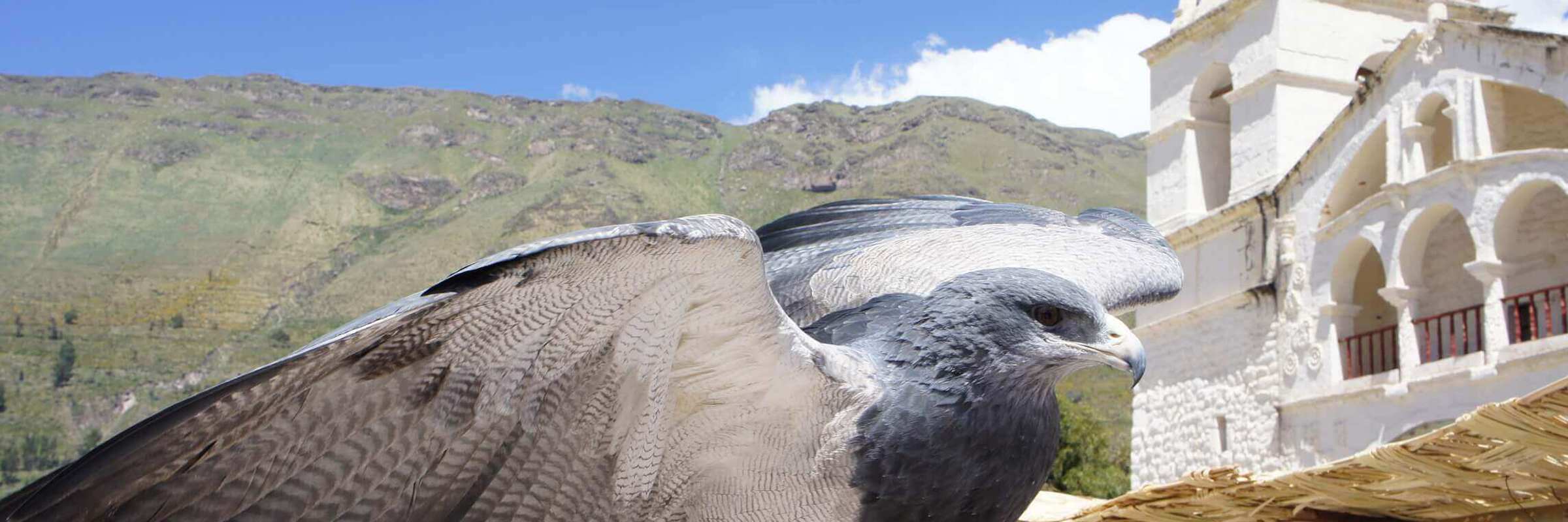 A majestic Andean condor spreads its wings near Chivay's whitewashed colonial church. 