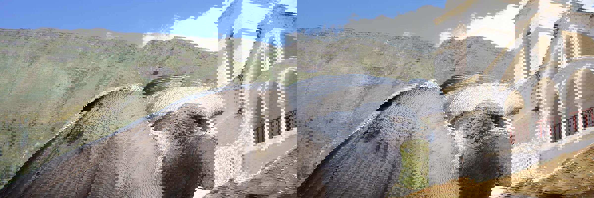 A majestic Andean condor spreads its wings near Chivay's whitewashed colonial church. 