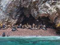 Sea lions lounging on the rock shores of Peru's Ballestas Islands, often called the Galapagos of Peru. 
