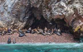 Sea lions lounging on the rock shores of Peru's Ballestas Islands, often called the Galapagos of Peru. 