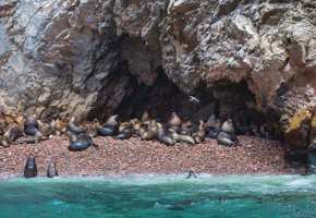 Sea lions lounging on the rock shores of Peru's Ballestas Islands, often called the Galapagos of Peru. 