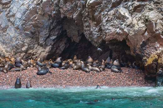 Sea lions lounging on the rock shores of Peru's Ballestas Islands, often called the Galapagos of Peru. 