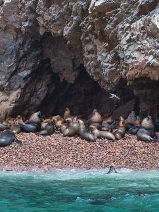 Sea lions lounging on the rock shores of Peru's Ballestas Islands, often called the Galapagos of Peru. 