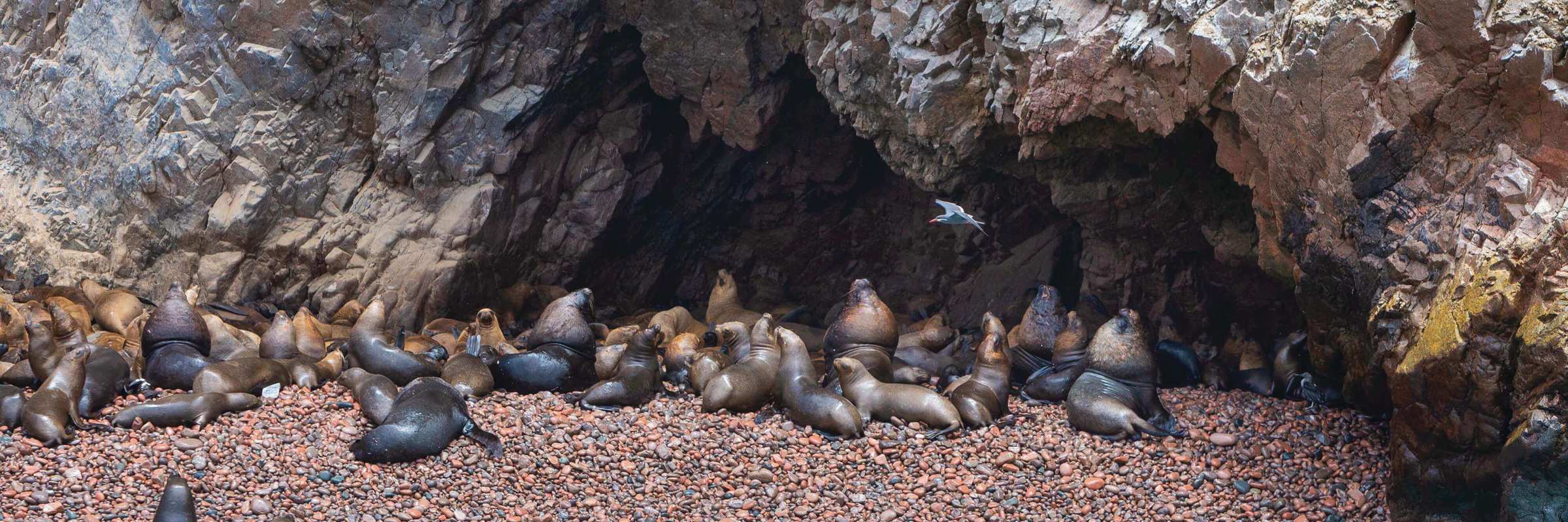 Sea lions lounging on the rock shores of Peru's Ballestas Islands, often called the Galapagos of Peru. 