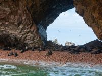 Sea lions resting on a pebbled beach beneath rocky arches on Peru's Ballestas Islands. 
