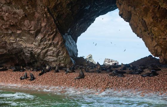 Sea lions resting on a pebbled beach beneath rocky arches on Peru's Ballestas Islands. 