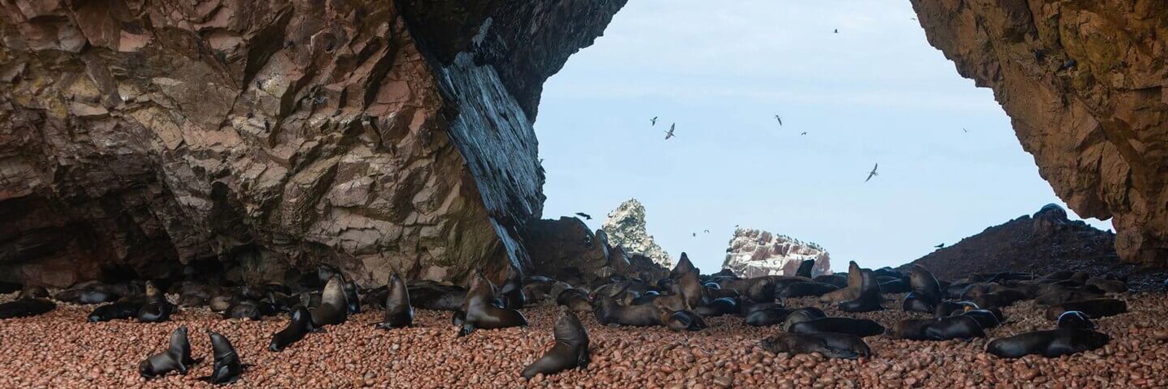 Sea lions resting on a pebbled beach beneath rocky arches on Peru's Ballestas Islands. 