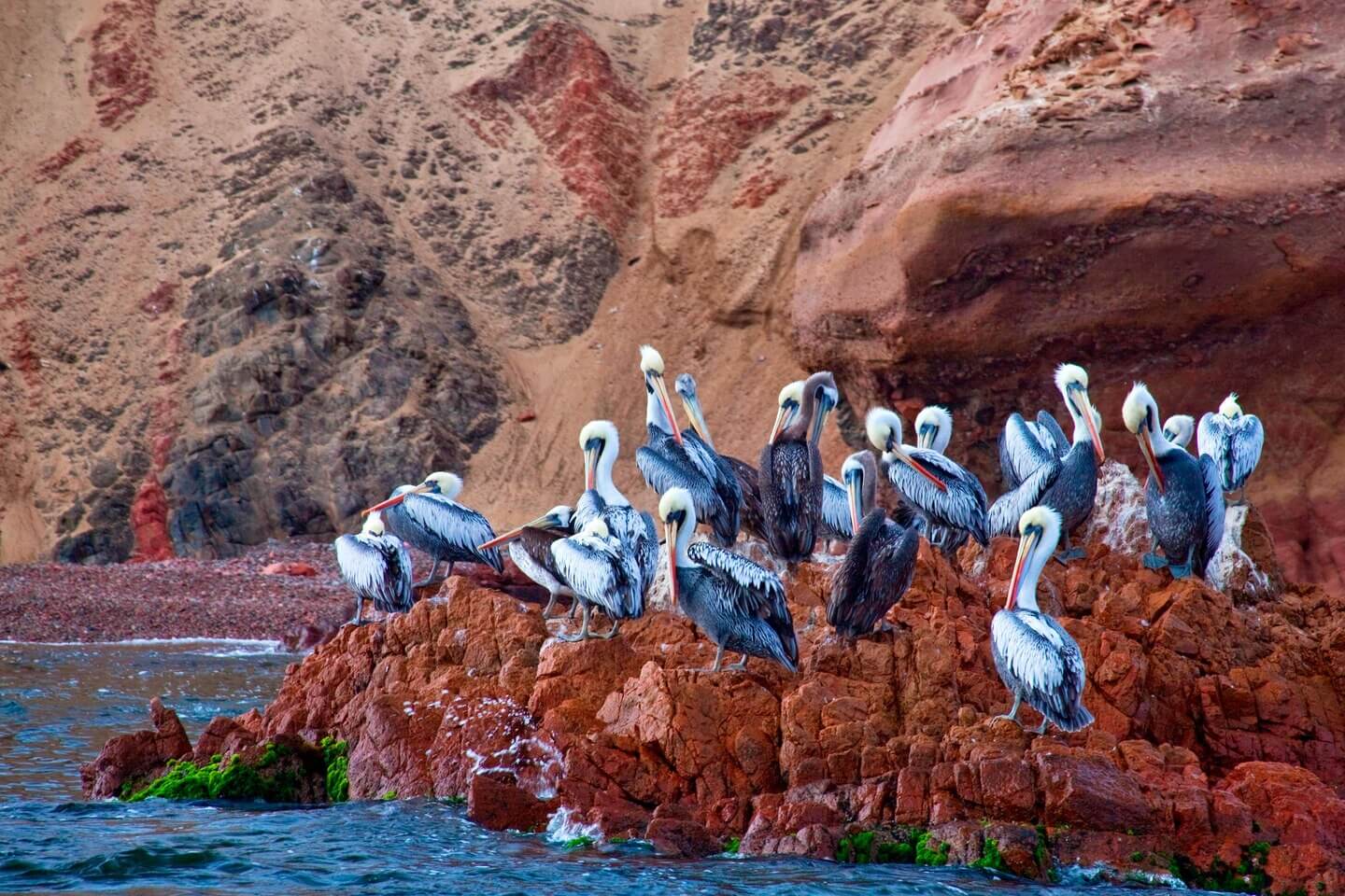 Pelicans perched on rocky outcrops along the Ballestas Islands, a rich wildlife have on Peru's Pacific coast. 