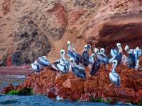 Pelicans perched on rocky outcrops along the Ballestas Islands, a rich wildlife have on Peru's Pacific coast. 