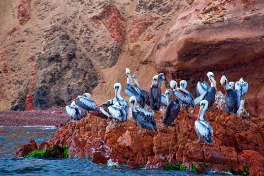 Pelicans perched on rocky outcrops along the Ballestas Islands, a rich wildlife have on Peru's Pacific coast. 