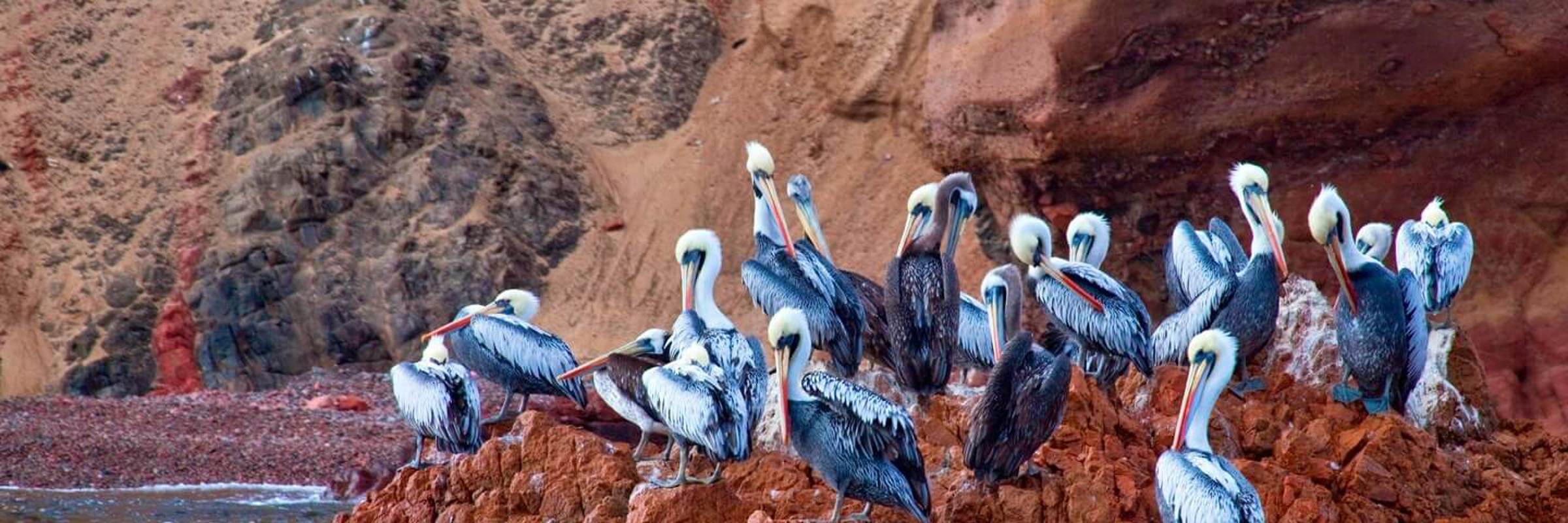 Pelicans perched on rocky outcrops along the Ballestas Islands, a rich wildlife have on Peru's Pacific coast. 