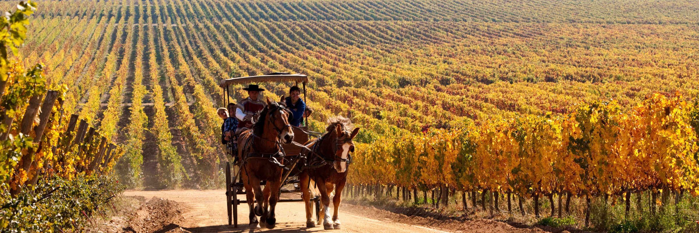 A horse-drawn carriage carries visitors along a dirt road through golden vineyards in Chile's Central Valley wine region. 