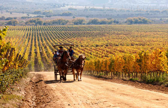 A horse-drawn carriage carries visitors along a dirt road through golden vineyards in Chile's Central Valley wine region.