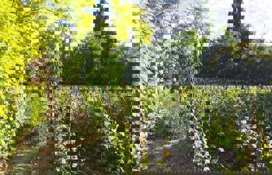IMG 1023