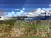 Andean vineyards