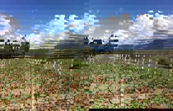 Andean vineyards