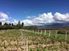Andean vineyards