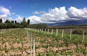 Andean vineyards