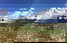 Andean vineyards