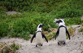 Pingouins de la péninsule de Valdes