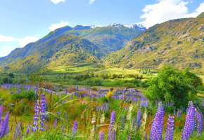 Colorful lupines bloom across a lush valley along the Carretera Austral in Chilean Patagonia. 