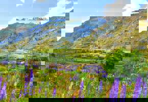 Colorful lupines bloom across a lush valley along the Carretera Austral in Chilean Patagonia. 