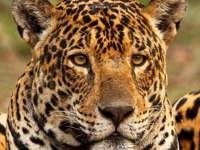 Close-up of a jaguar in Brazil's Pantanal, showcasing its striking golden coat and intense gaze. 