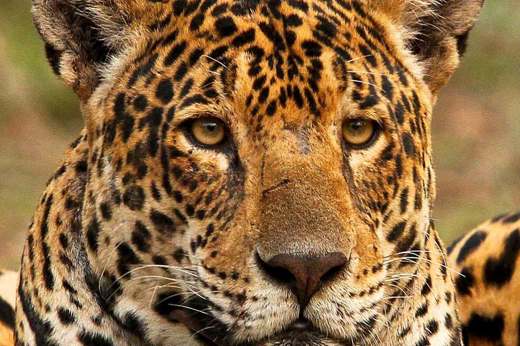 Close-up of a jaguar in Brazil's Pantanal, showcasing its striking golden coat and intense gaze. 